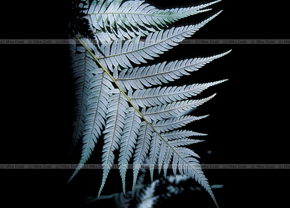 Cyathea dealbata Silver tree fern Abel Tasman