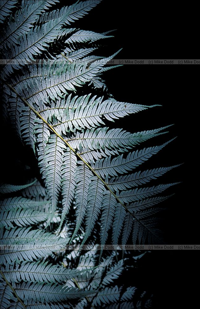 Cyathea dealbata Silver tree fern Abel Tasman