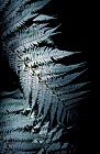 Cyathea dealbata Silver tree fern Abel Tasman