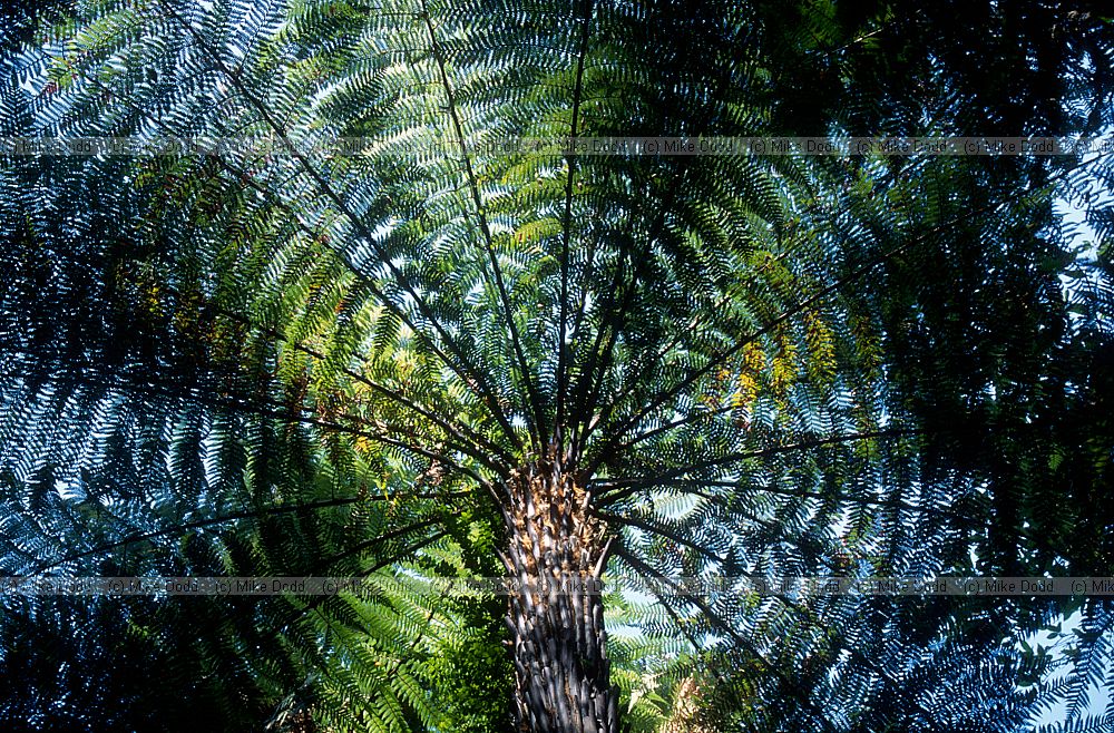 Tree fern Abel Tasman