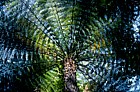Tree fern Abel Tasman