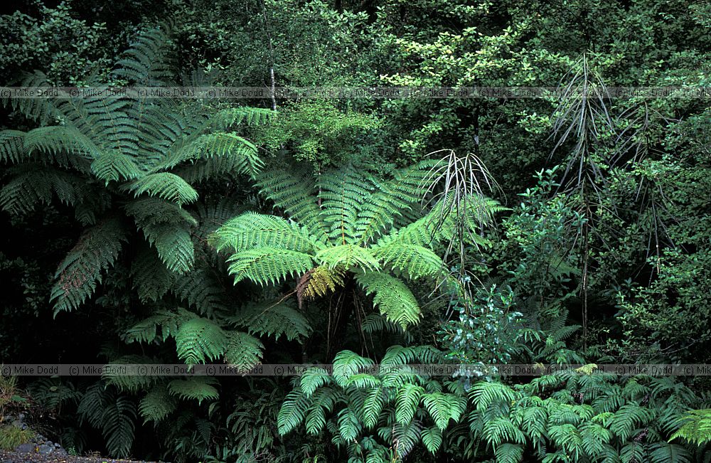 Tree ferns Milford Sound