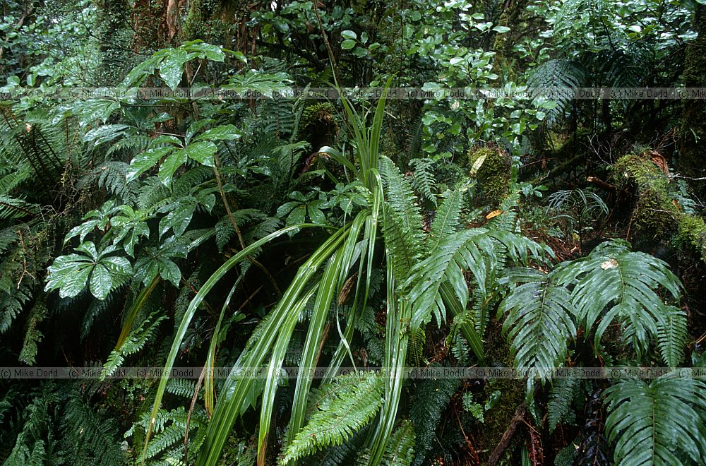 Understory plants Milford Sound