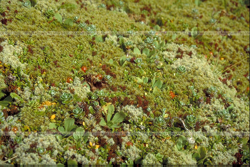 vegetable sheep mt Taranaki