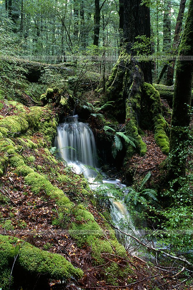 Waterfall near Te Anu