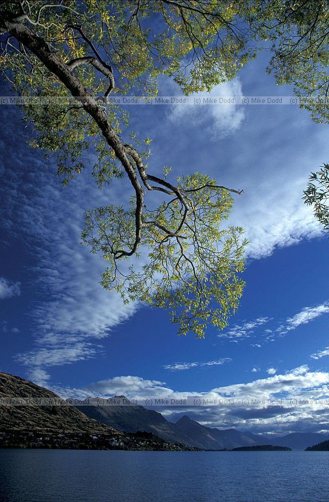 Willow Queenstown