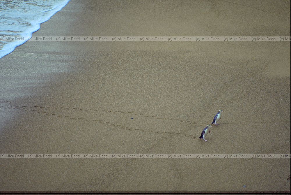 Yellow eyed penguins Oamaru