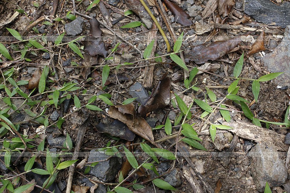 Oplismenus hirtellus var imbecillus