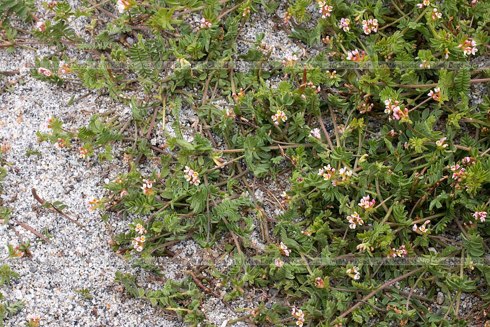 Ornithopus perpusillus Birdsfoot