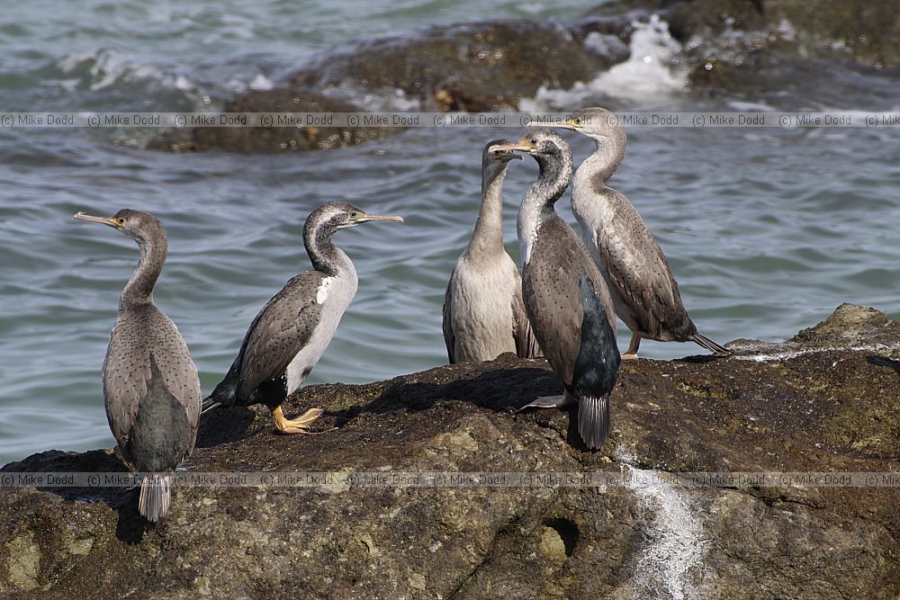 Phalacrocorax punctatus Spotted Shag or Parekareka
