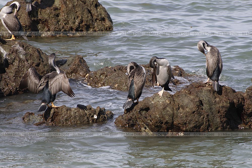 Phalacrocorax punctatus Spotted Shag or Parekareka