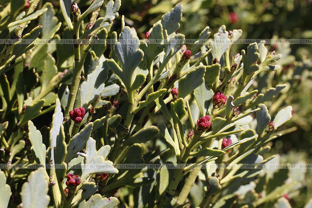 Phyllocladus alpinus mountain toatoa or mountain celery pine