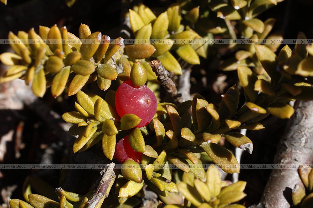 Podocarpus nivalis Mountain or Snow Totara