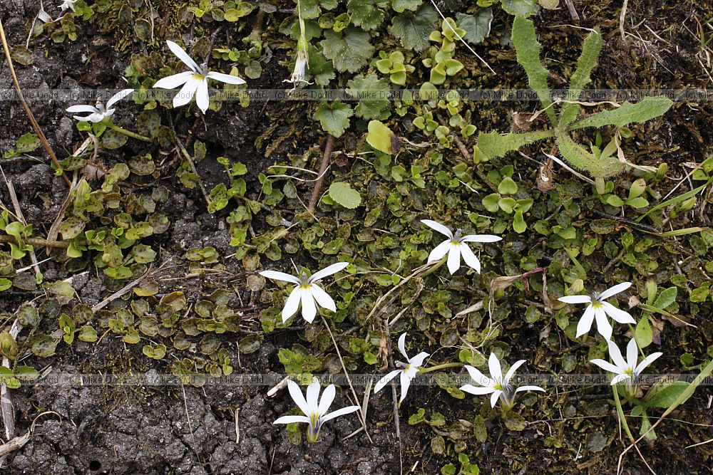 Pratia angulata Panakenake