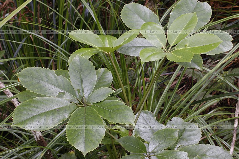 Pseudopanax arboreus Five finger