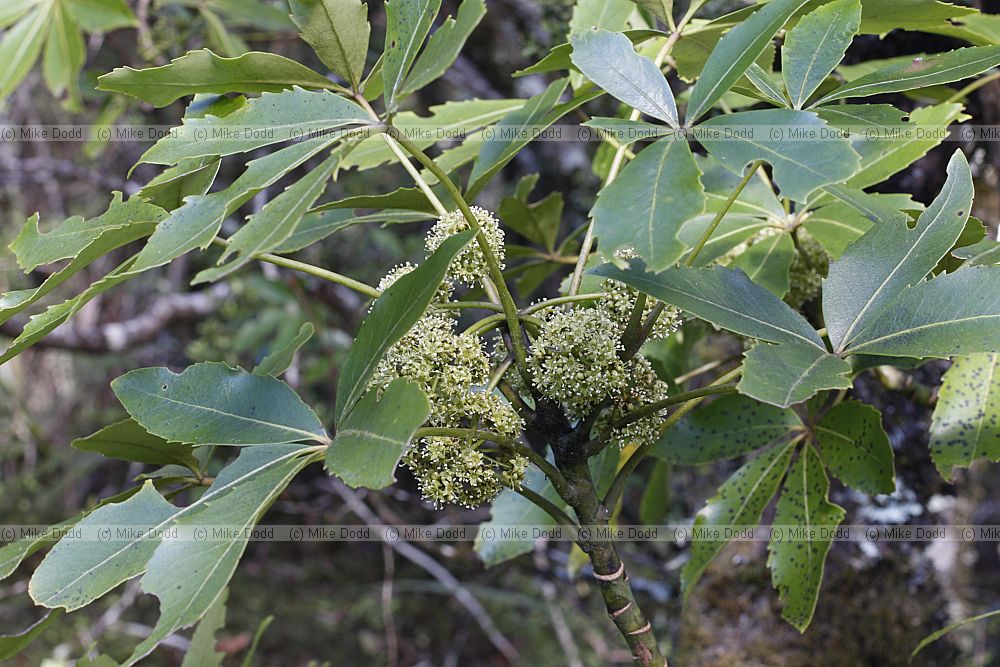 Pseudopanax colensoi var. colensni (Mountain five finger)