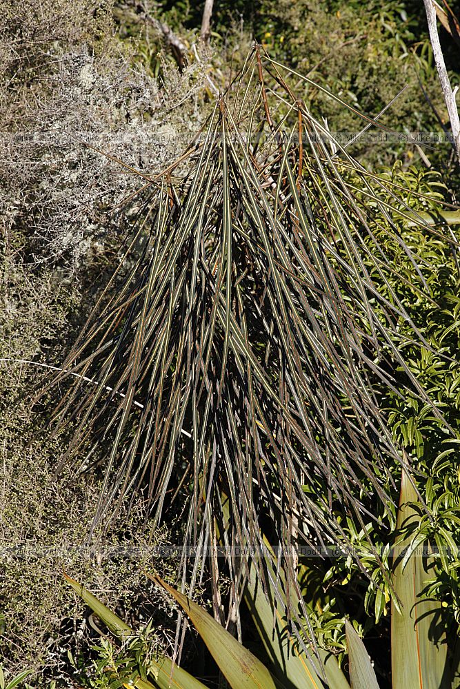 Pseudopanax crassifolius Lancewood