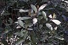 Pseudowintera colorata Mountain horopito
