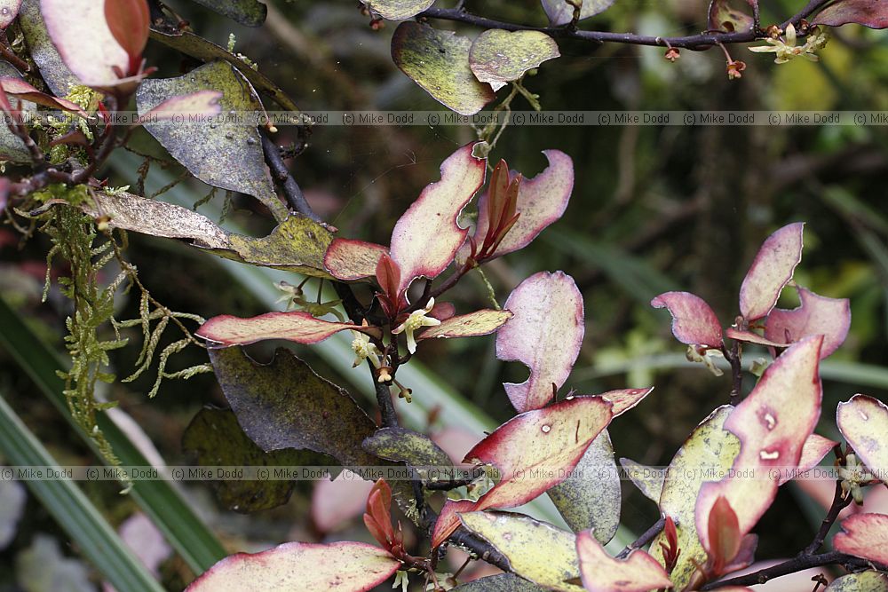 Pseudowintera colorata Mountain horopito