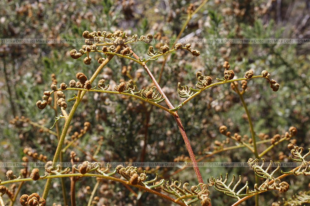 Pteridium esculentum Bracken Fern