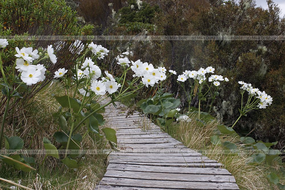 Ranunculus lyallii Mountain buttercup