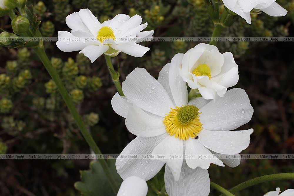Ranunculus lyallii Mountain buttercup