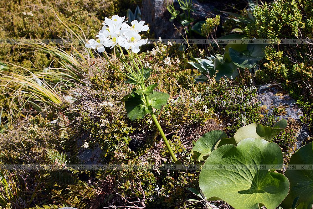 Ranunculus lyallii