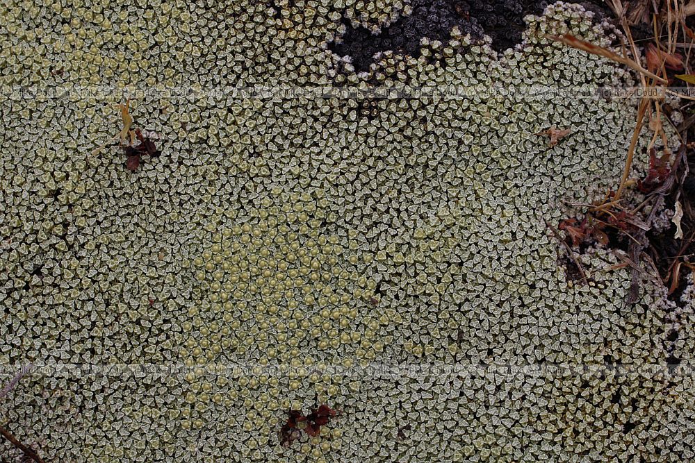 Raoulia parkii Celadon mat daisy