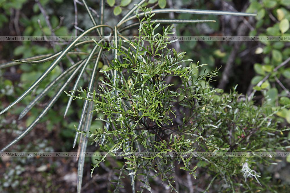 Raukaua simplex Haumakaroa