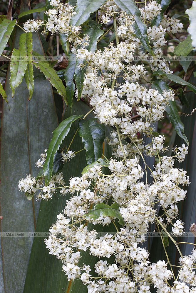 Rubus cissoides Bush lawyer