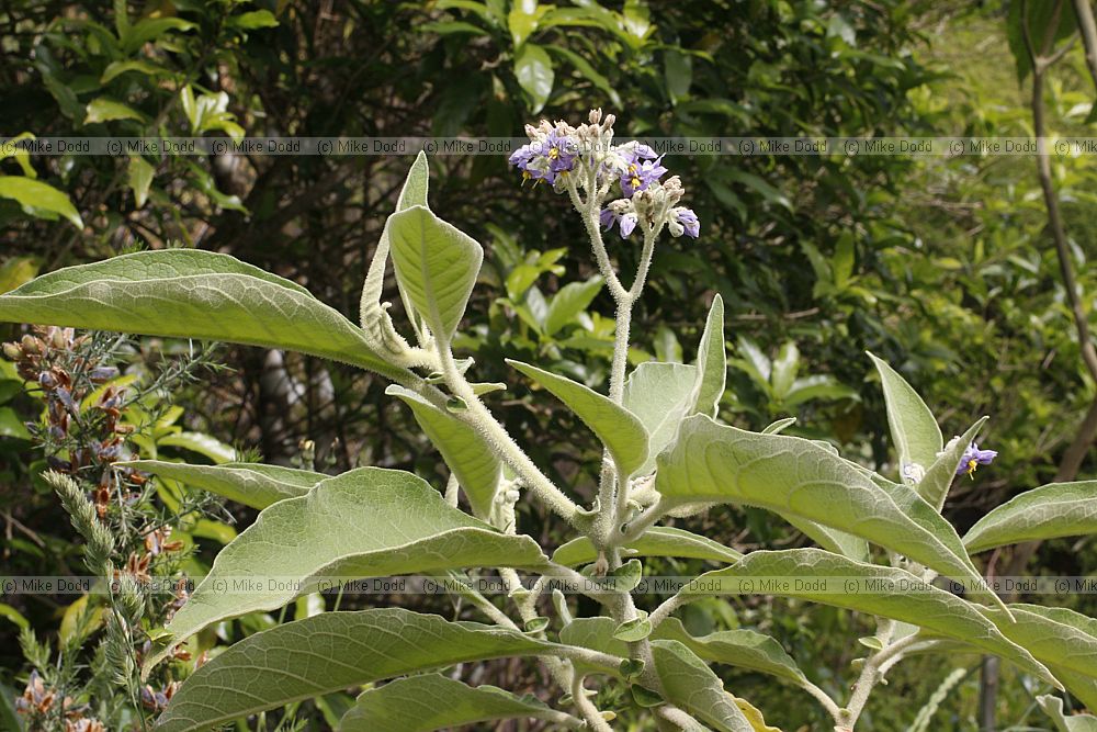 Solanum mauritianum Woolly nightshade