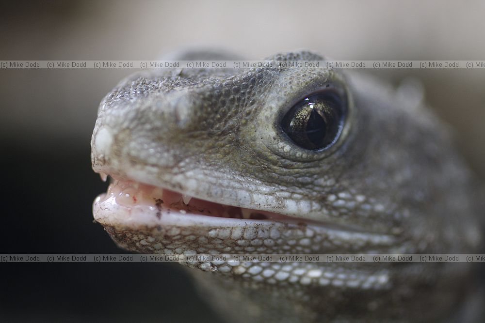 Sphenodon punctatus Tuatara