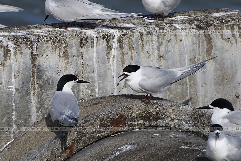 Sterna striata White-fronted Tern