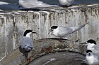 Sterna striata White-fronted Tern