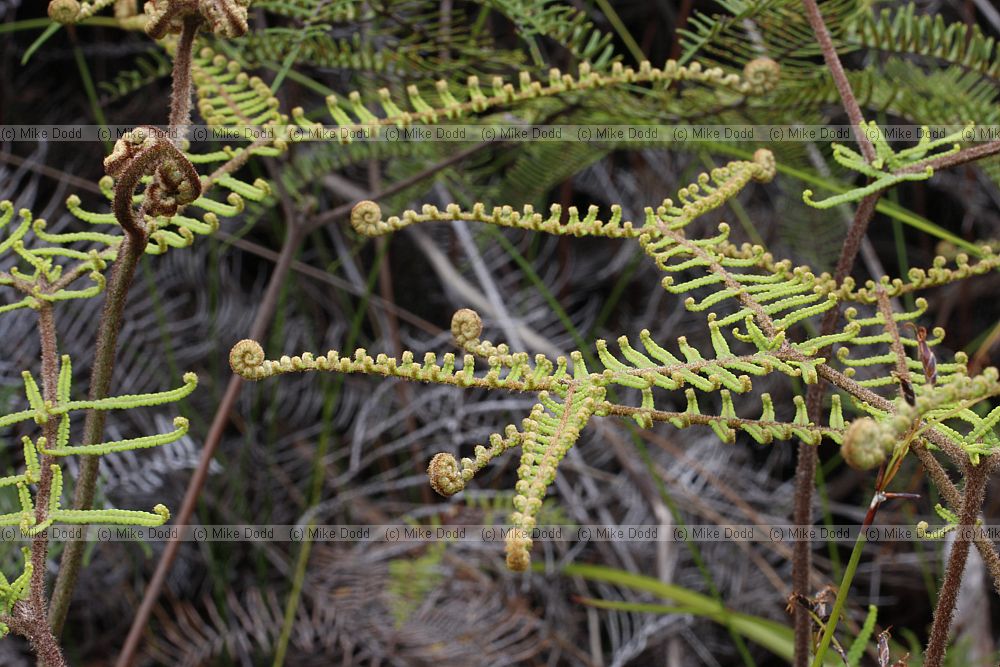 Sticherus cunninghamii Umbrella Fern