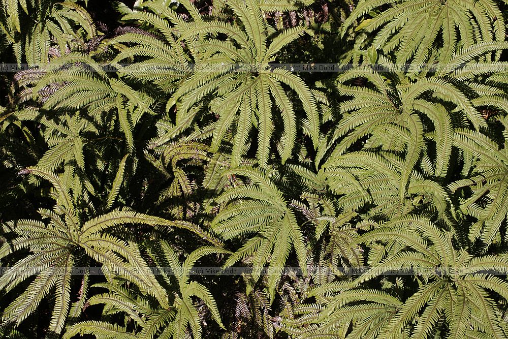 Sticherus cunninghamii