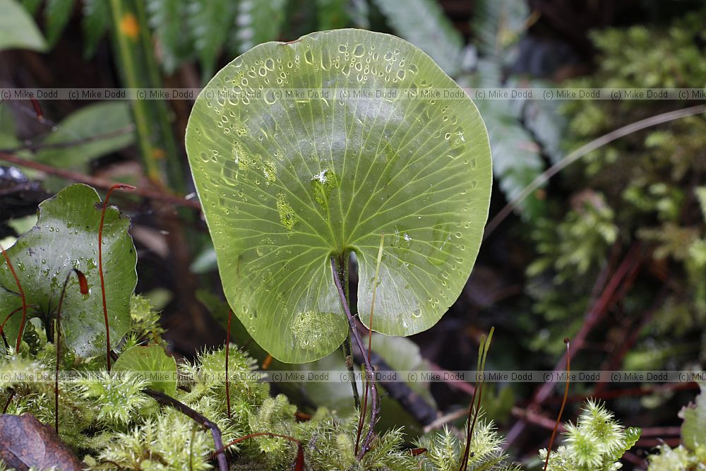 Trichomanes reniforme Kidney fern