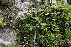 Trichomanes reniforme Kidney fern and other filmy ferns at base of Kauri tree