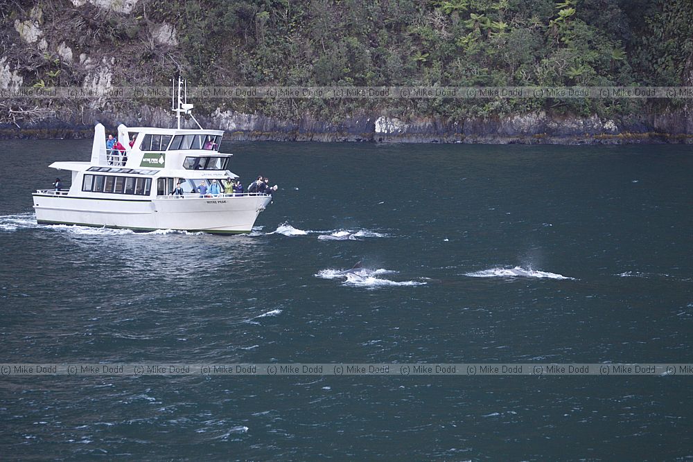 Tursiops truncatus Common bottlenose dolphin