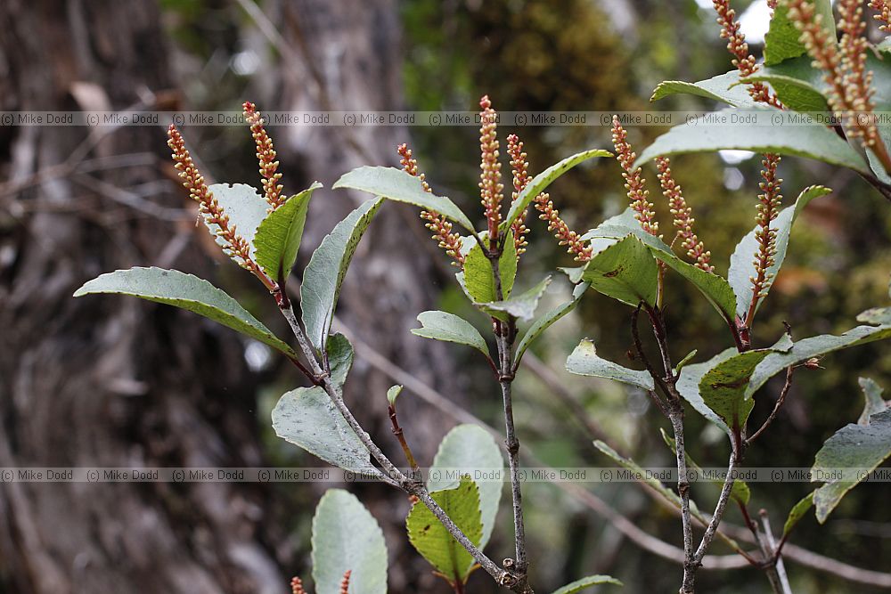 Weinmannia racemosa Kamahi