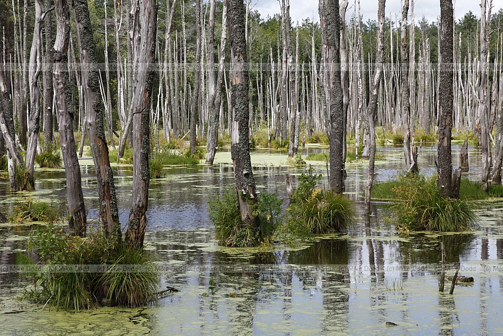 Orlovskoye Polesye National Park