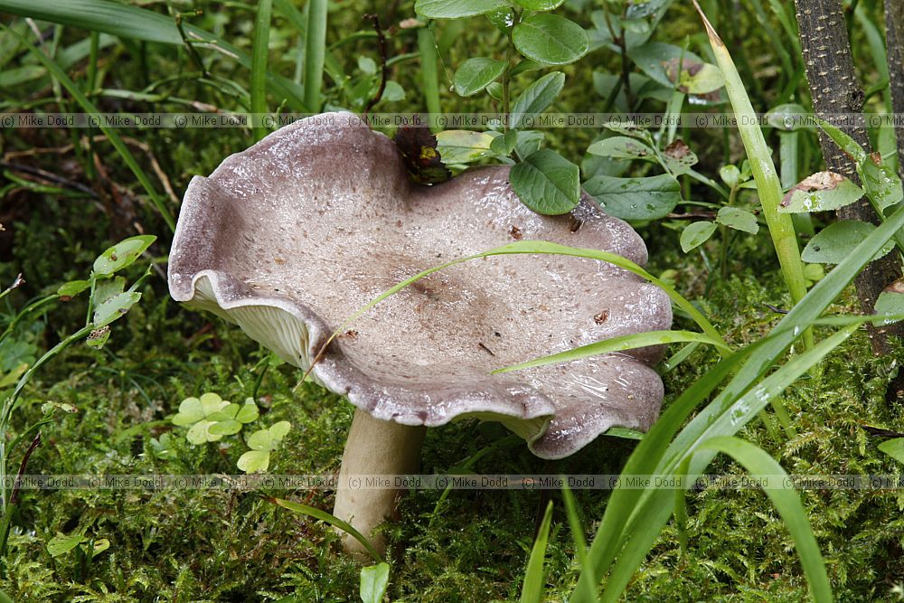 possibly Lactarius spinosulus Lilacscale Milkcap