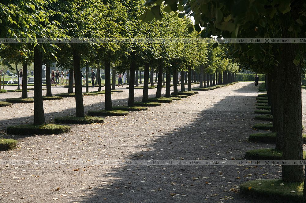 Tilia Lime avenue Peterhof