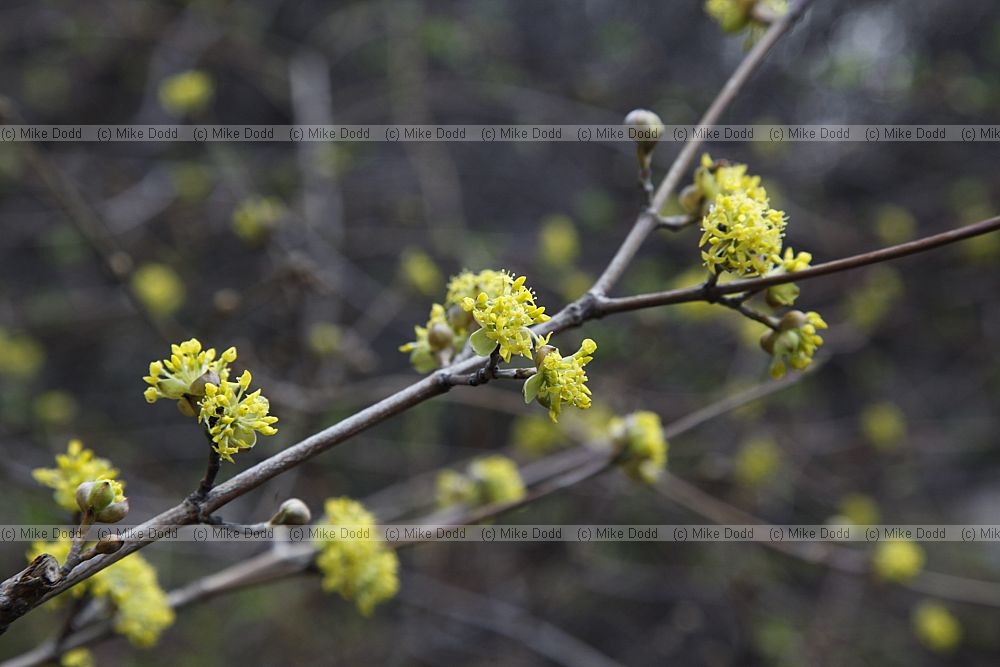Botanic garden of Moscow State University