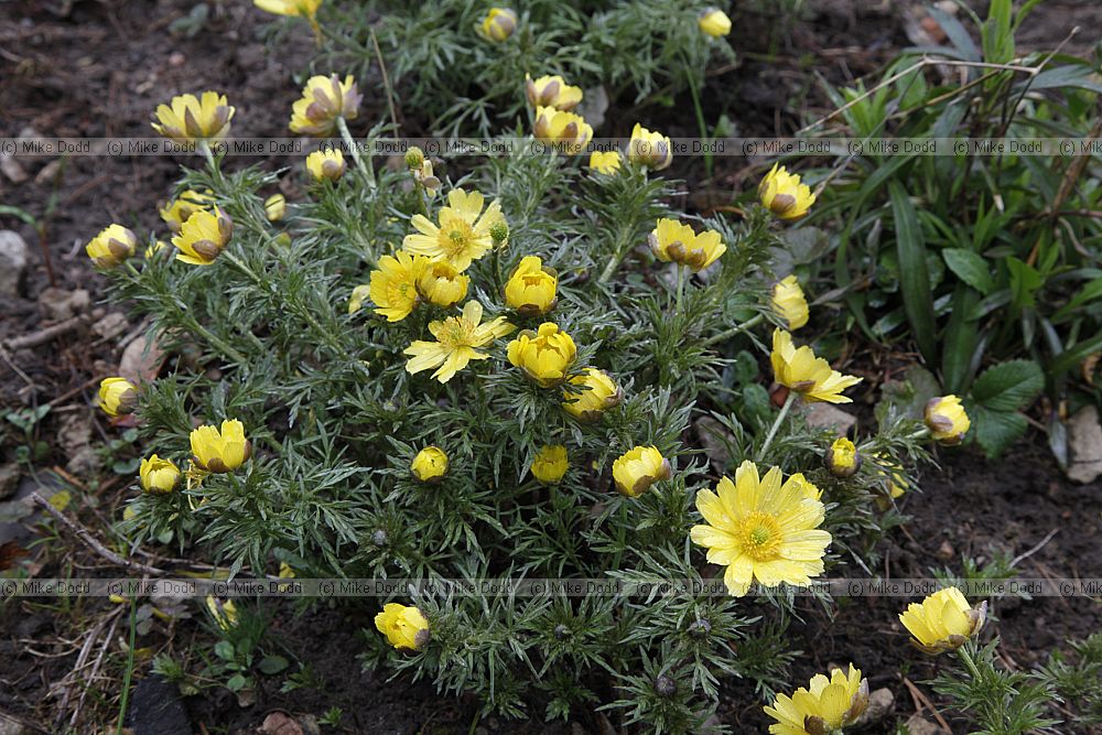 Adonis volgensis at Botanic garden of Moscow State University