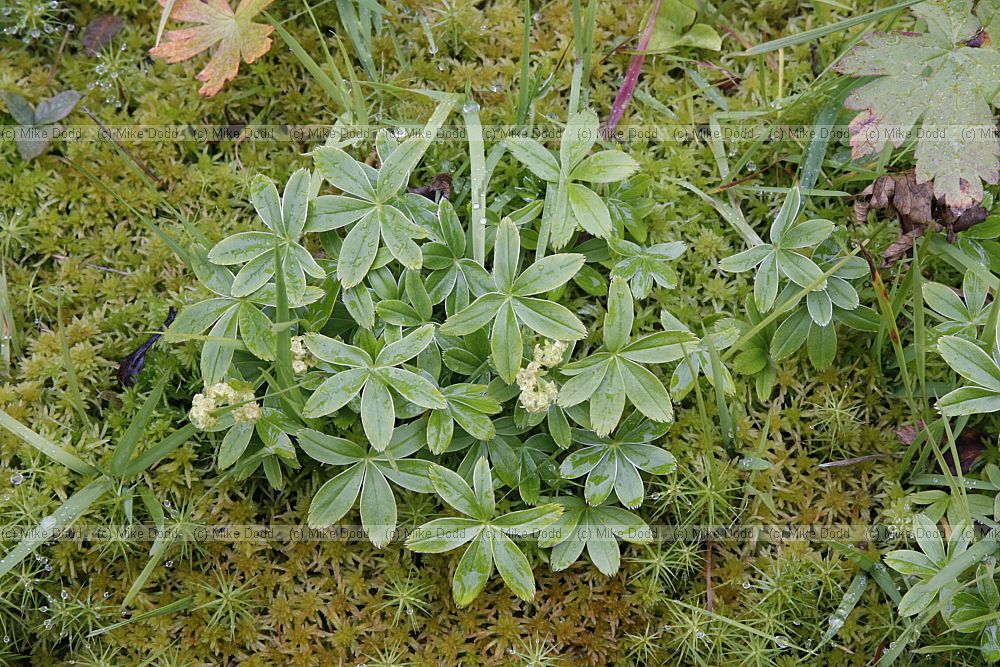 Alchemilla alpina Alpine Lady's Mantle