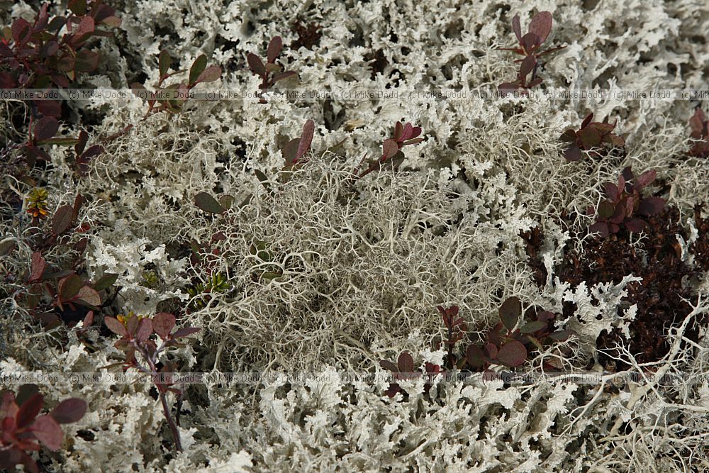 Alectoria ochroleuca (centre)