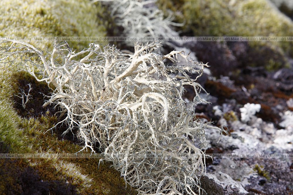 Alectoria ochroleuca