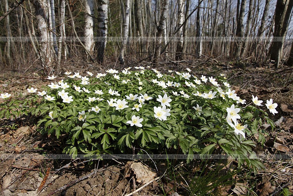 Anemone nemorosa Wood Anemone
