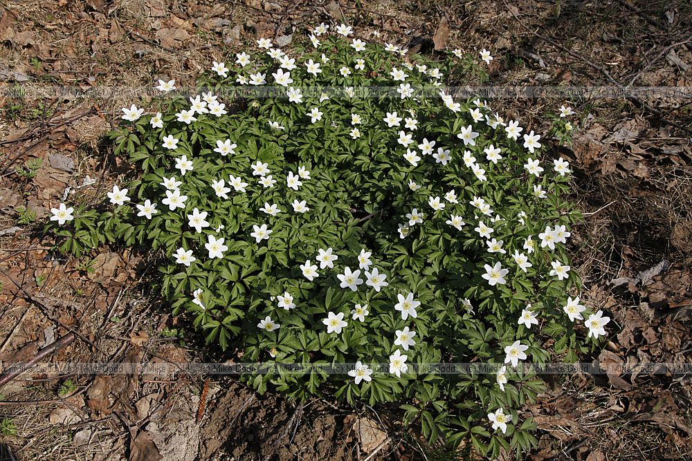Anemone nemorosa Wood Anemone